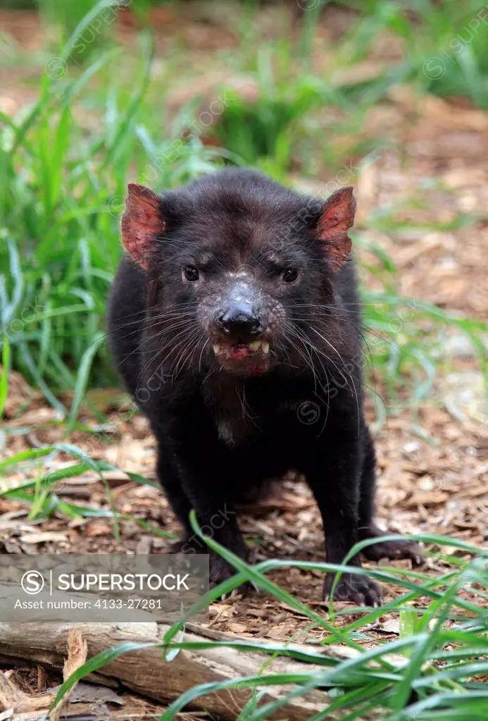 Tasmanian Devil,Sarcophilus harrisii,South Australia,Australia,adult