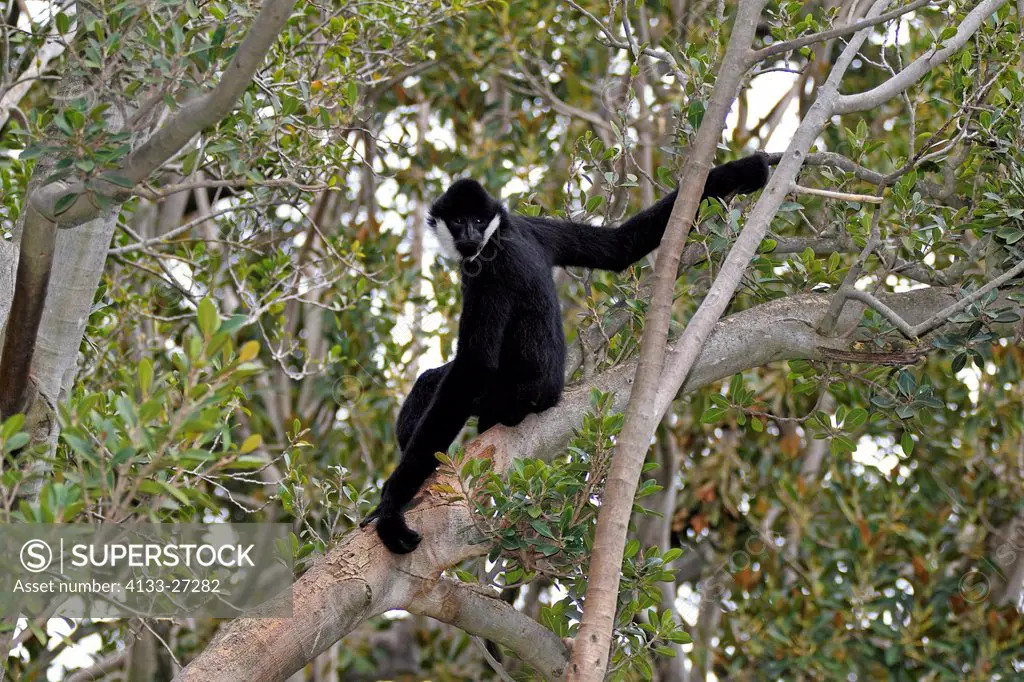 Black Gibbon,Hylobates concolor,Asia,adult male on tree