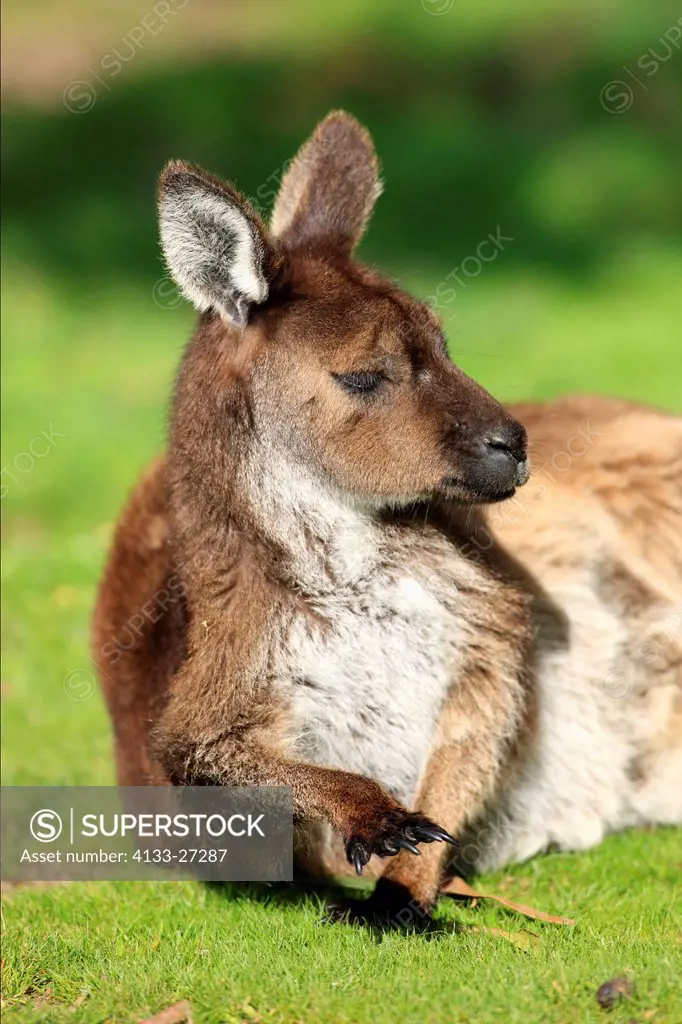 Kangaroo Island Kangaroo,Macropus fuliginosus fuliginosus,Kangaroo Island,South Australia,Australia,adult portrait