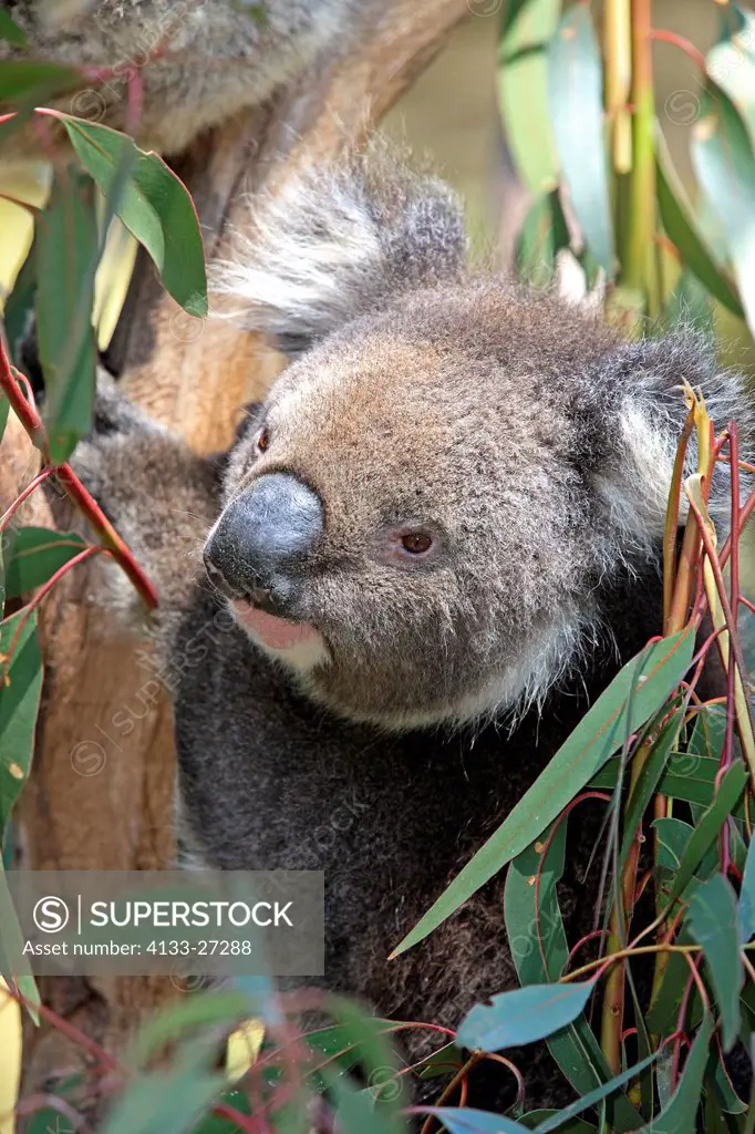 Koala,Phascolarctos cinereus,Australia,South Australia,adult portrait on tree
