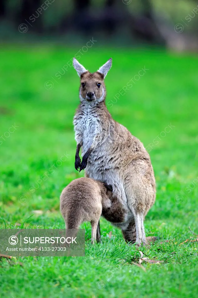 Western gray kangaroo,Macropus fuliginosus,Cleland Wildlife Park,South Australia,Australia,mother with joey