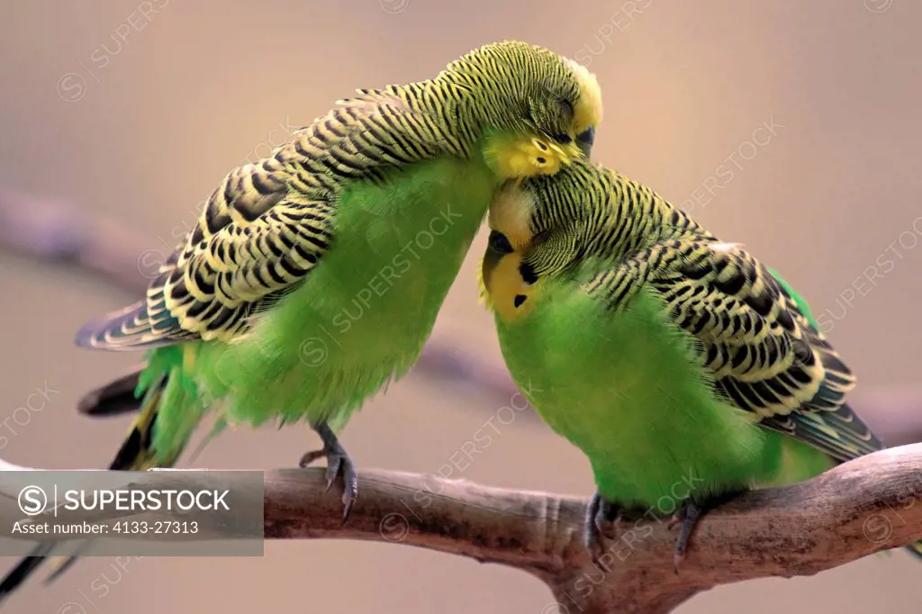 Budgerigar,Melopsittacus undulatus,Alice Springs,Northern Territory,Australia,couple courtship