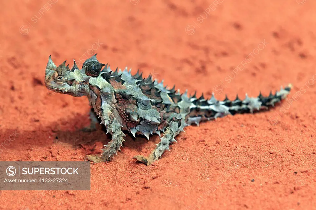 Thorny Devil,Mountain Devil,Moloch horridus,Outback,Northern Territory,Australia,in desert searching for food