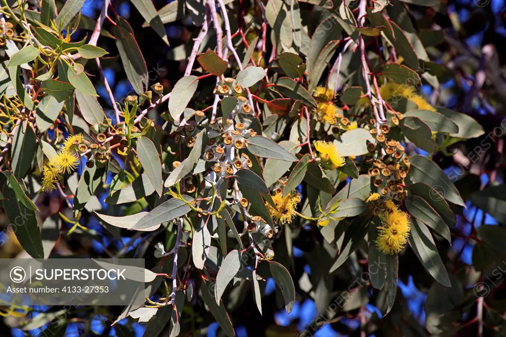 Shiny_Leaved Mallee,Eucalyptus lucensed,Outback,Alice Springs,Australia,booming