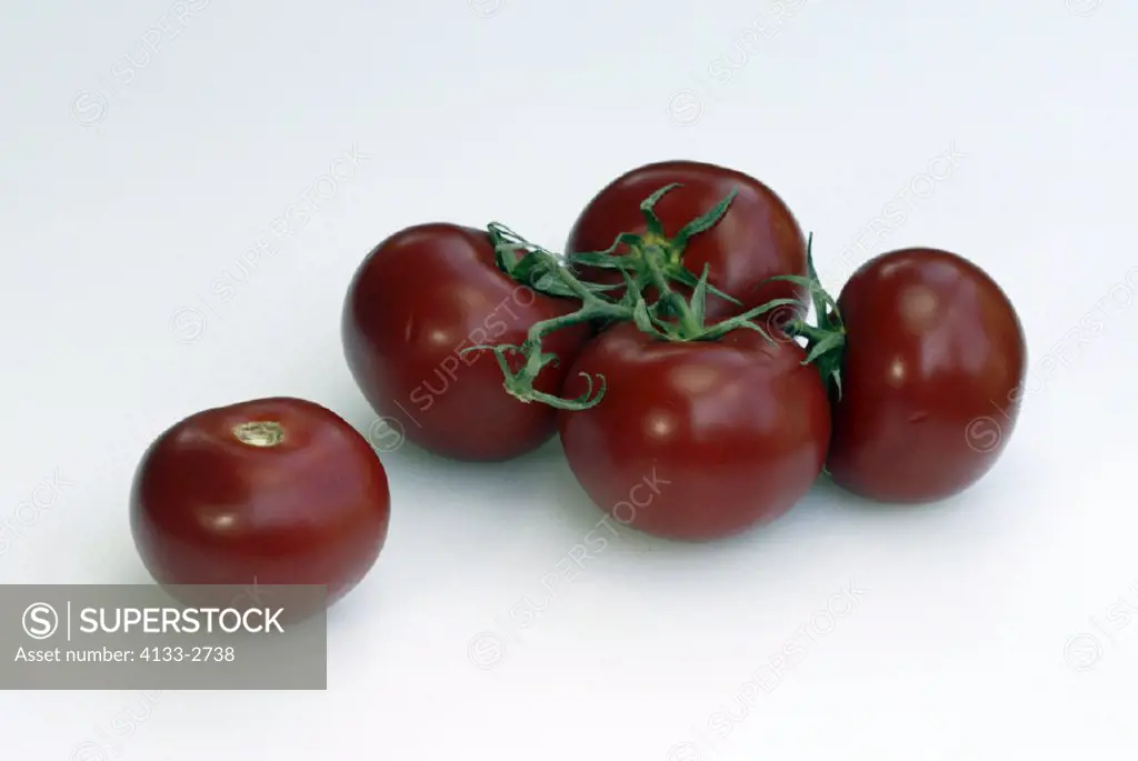 Tomato, Lycopersicon esculentum, Germany, fruit vegetable