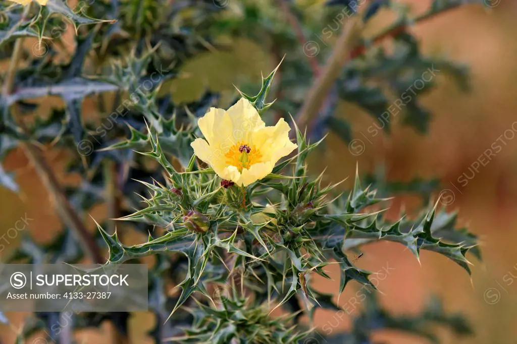 Yellow Horned Poppy,Glaucium flavum,Sturt Nationalpark,New South Wales,Australia,blooming