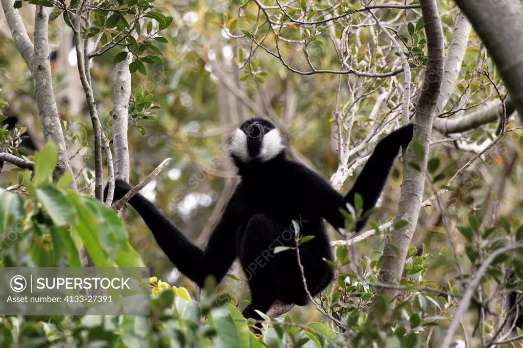 Black Gibbon,Hylobates concolor,Asia,adult male on tree calling