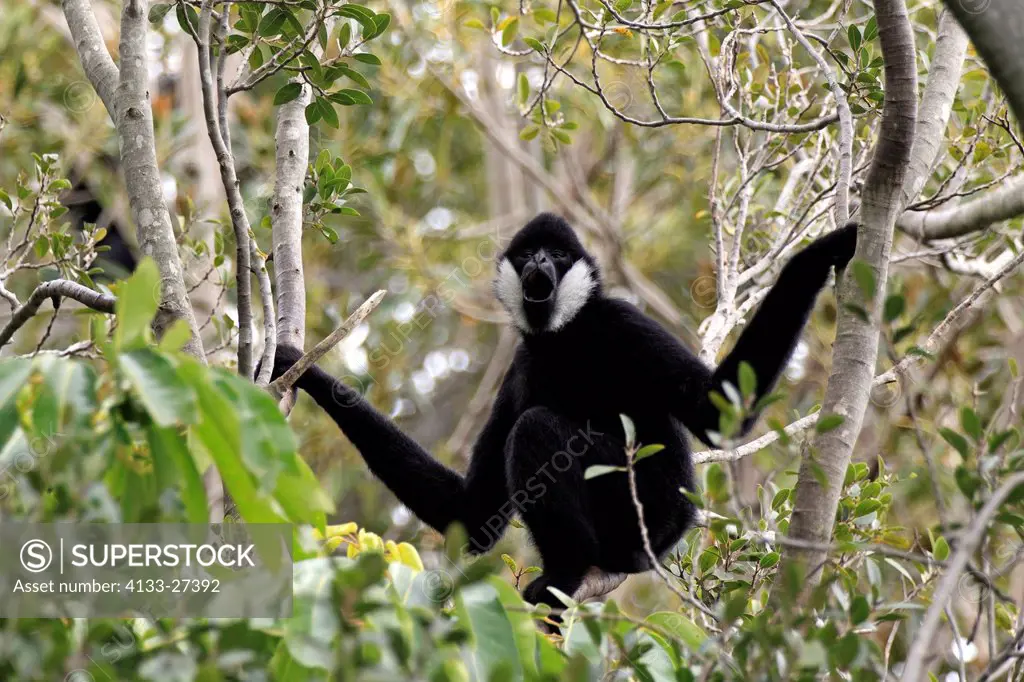 Black Gibbon,Hylobates concolor,Asia,adult male on tree calling