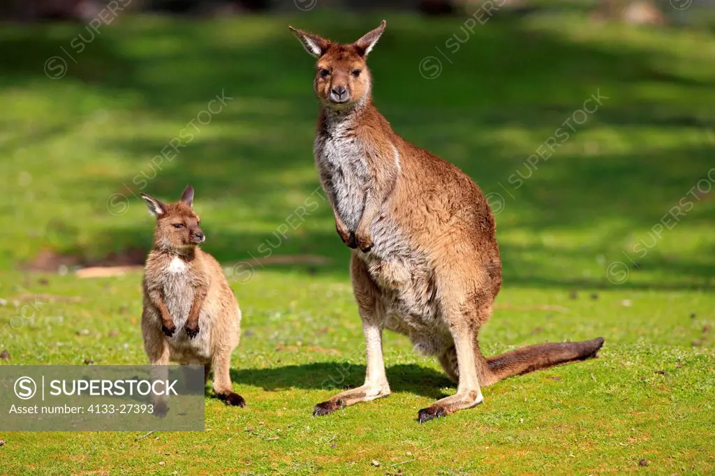 Kangaroo Island Kangaroo,Macropus fuliginosus fuliginosus,Kangaroo Island,South Australia,Australia,mother with young