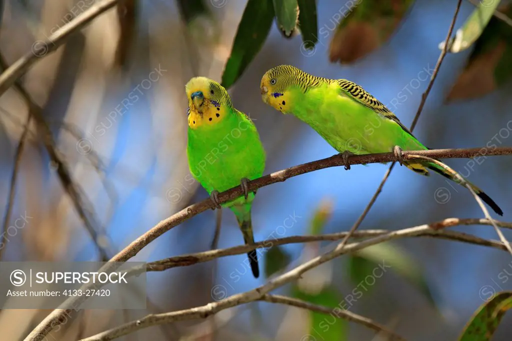 Budgerigar,Melopsittacus undulatus,Alice Springs,Northern Territory,Australia,couple on tree