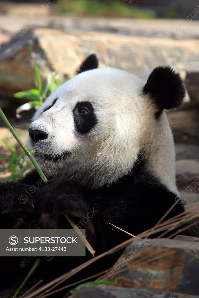 Giant Panda,Ailuropoda melanoleuca,Adelaide Zoo,South Austalia,Australia,adult feeding on bamboo