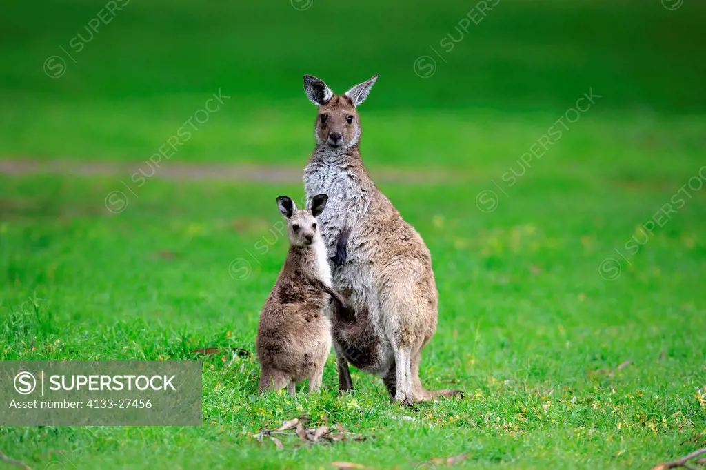 Western gray kangaroo,Macropus fuliginosus,Cleland Wildlife Park,South Australia,Australia,mother with joey