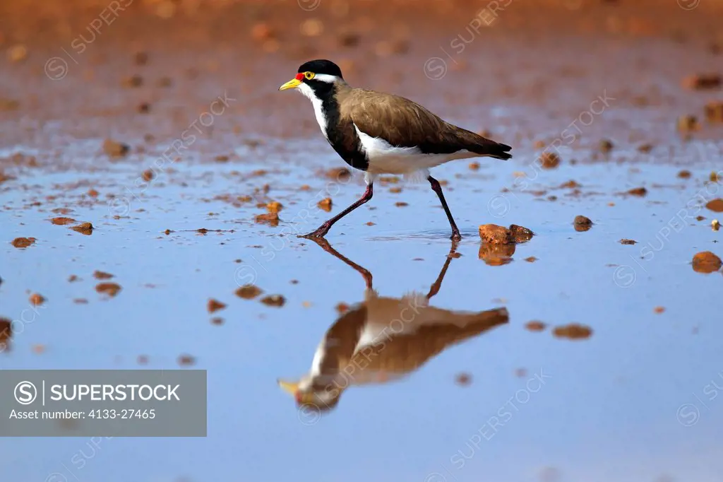 Banded Lapwing,Vanellus tricolor,Sturt Nationalpark,New South Wales,Australia,adult in water searching for food