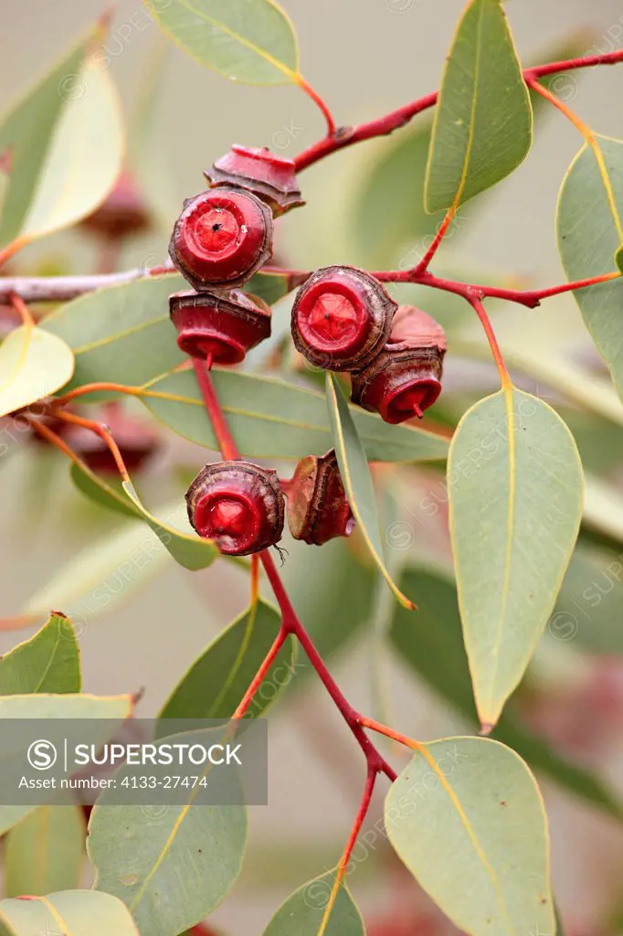 Red Bud Mallee,Eucalyptus pachyphylla,Outback,Alice Springs,Australia,fruit