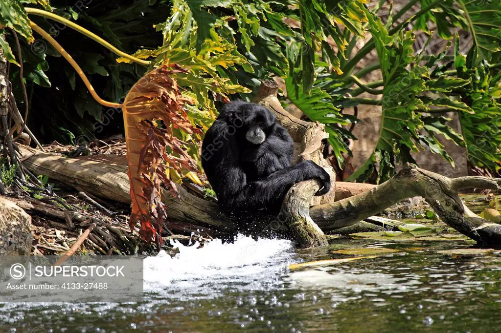 Siamang,Symphalangus syndactylus,Asia,adult male at water