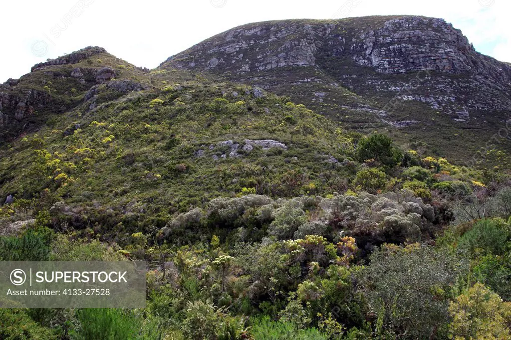 Harold Porter botanical garden,Betty´s Bay,Western Cape,South Africa,Africa,bushes
