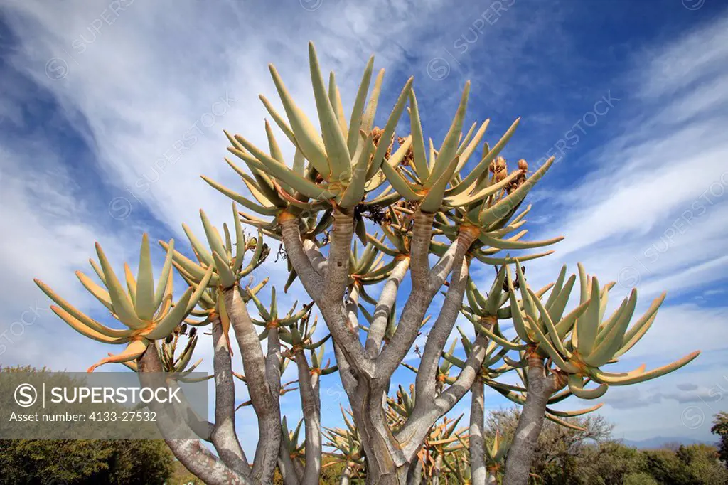 Quiver tree,Aloe dichotoma,Karoo Desert National Botanical Garden,Worcester,Western Cape,South Africa,Africa,tree with leaves