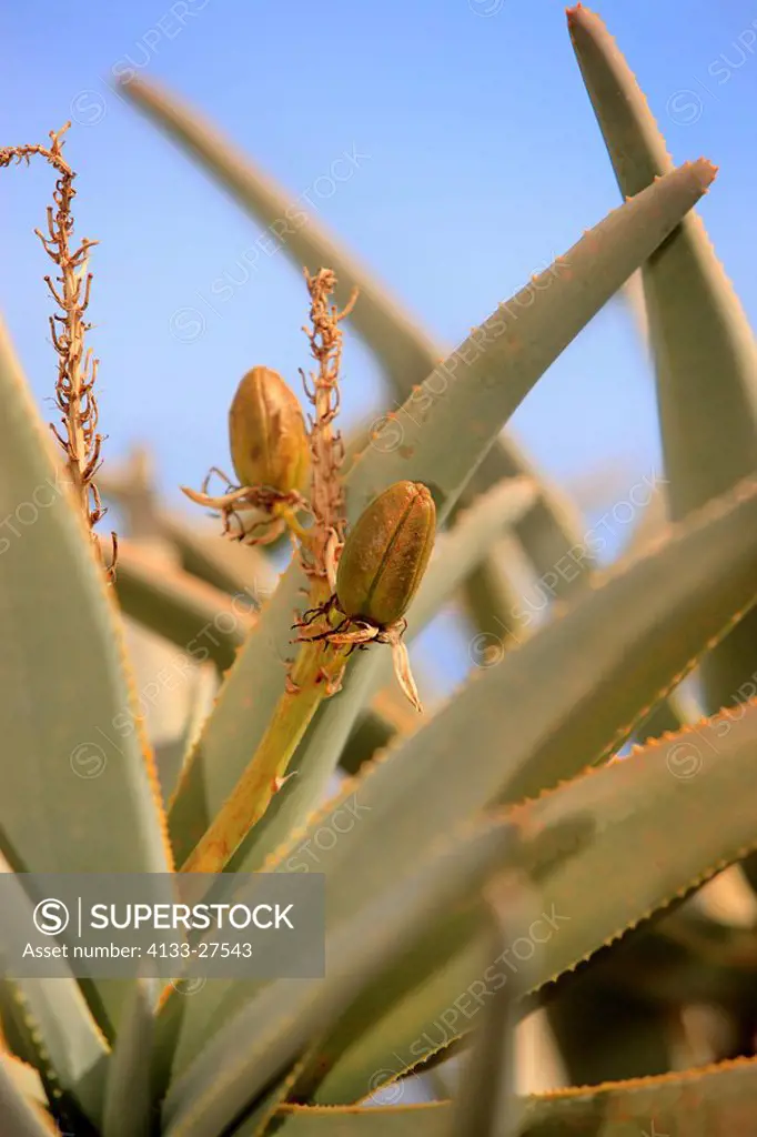 Quiver tree,Aloe dichotoma,Karoo Desert National Botanical Garden,Worcester,Western Cape,South Africa,Africa,tree with fruits