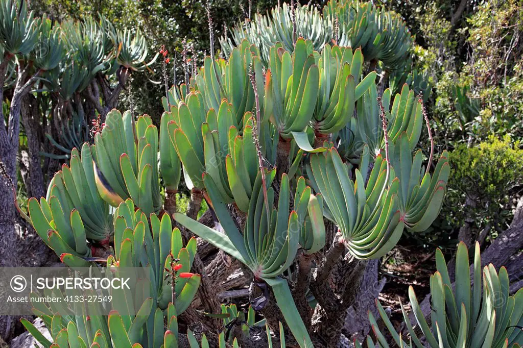 Fan Aloe,Aloe plicatilis,Harold Porter botanical garden,Betty´s Bay,Western Cape,South Africa,Africa,bush