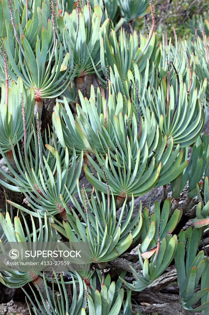 Fan Aloe,Aloe plicatilis,Harold Porter botanical garden,Betty´s Bay,Western Cape,South Africa,Africa,bush