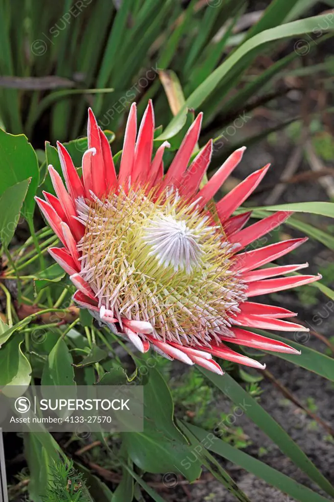 King Protea,Protea cynaroides,Betty´s Bay,South Africa,Africa,blooming
