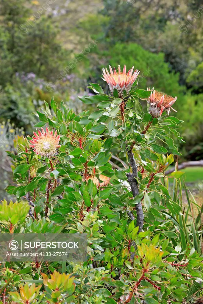 King Protea,Protea cynaroides,Betty´s Bay,South Africa,Africa,blooming bush