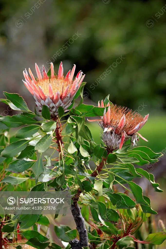 King Protea,Protea cynaroides,Betty´s Bay,South Africa,Africa,blooming bush