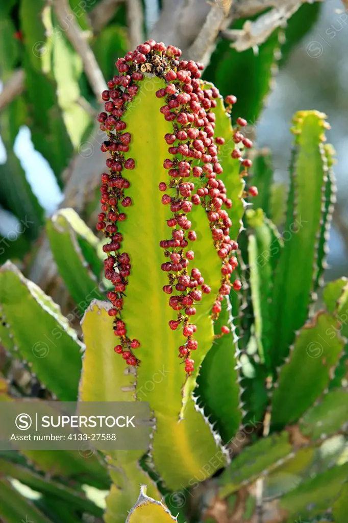 Candelabra tree,Euphorbia ingens,Karoo Desert National Botanical Garden,Worcester,Western Cape,South Africa,Africa,plant with fruits