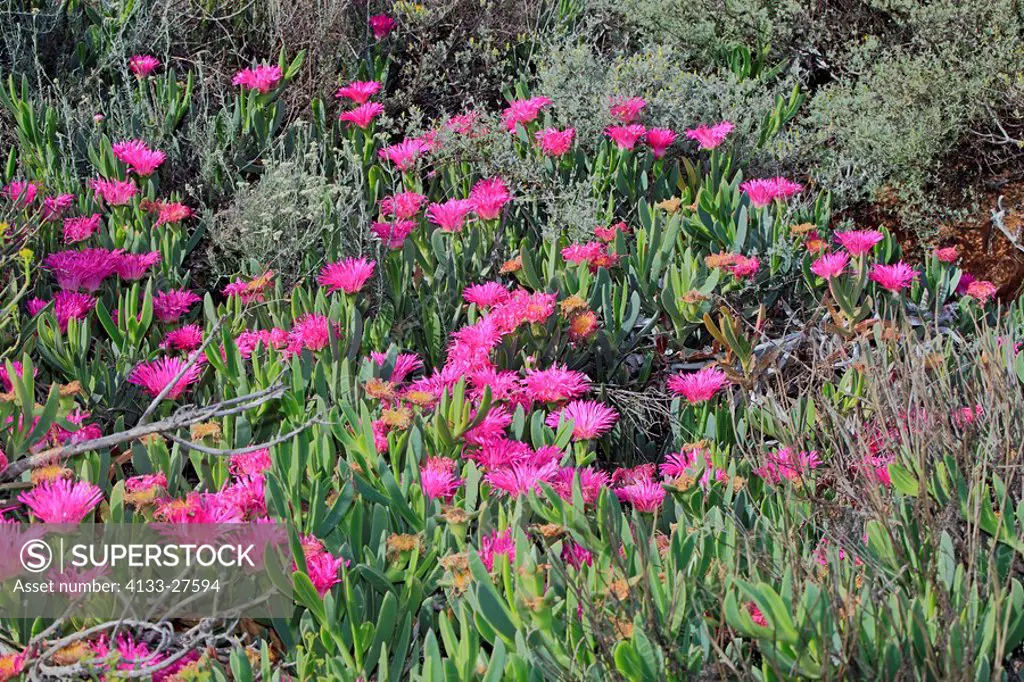 Desert Rose,Hardy ice Plant,Desert Rose,Trichodiadema spec,Kirstenbosch Botanical Garden,Cape Town,South Africa,Africa,blooming flower