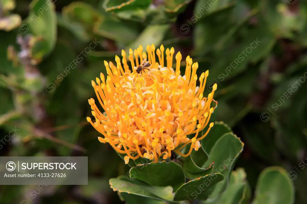 Pincushen,Leucospermum species,Kirstenbosch Botanical Garden,Cape Town,South Africa,Africa,blooming