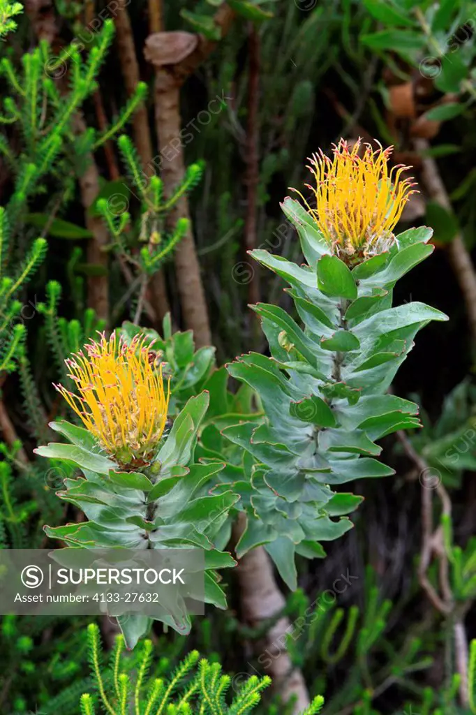 Pincushen,Leucospermum species,Kirstenbosch Botanical Garden,Cape Town,South Africa,Africa,blooming