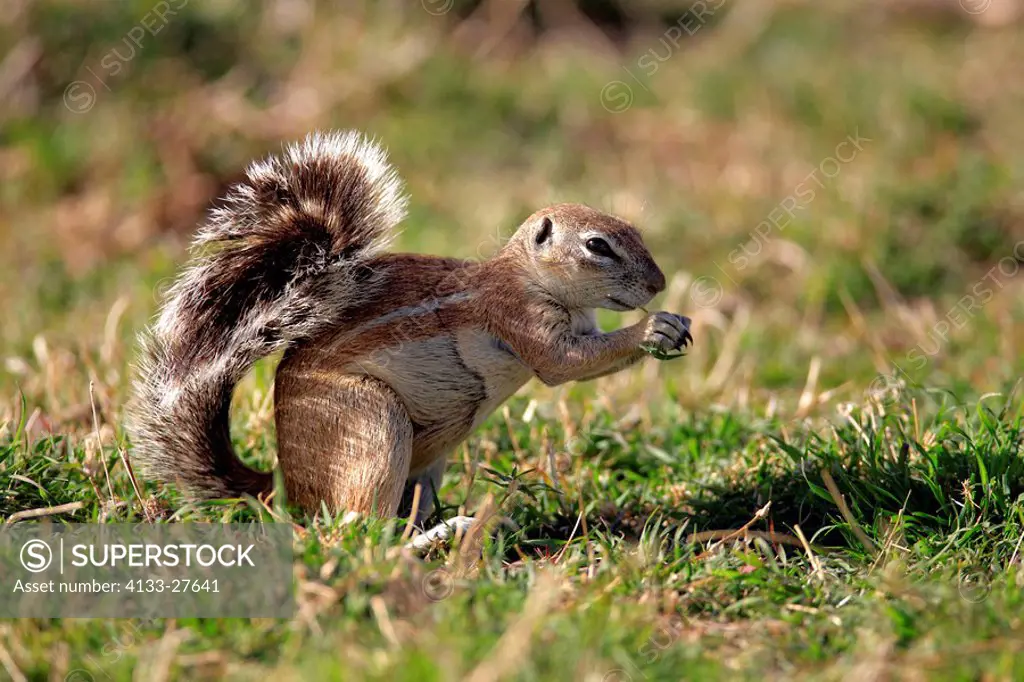 Ground Squirrel,Xerus inaurus,Mountain Zebra Nationalpark,South Africa,Africa,adult feeding