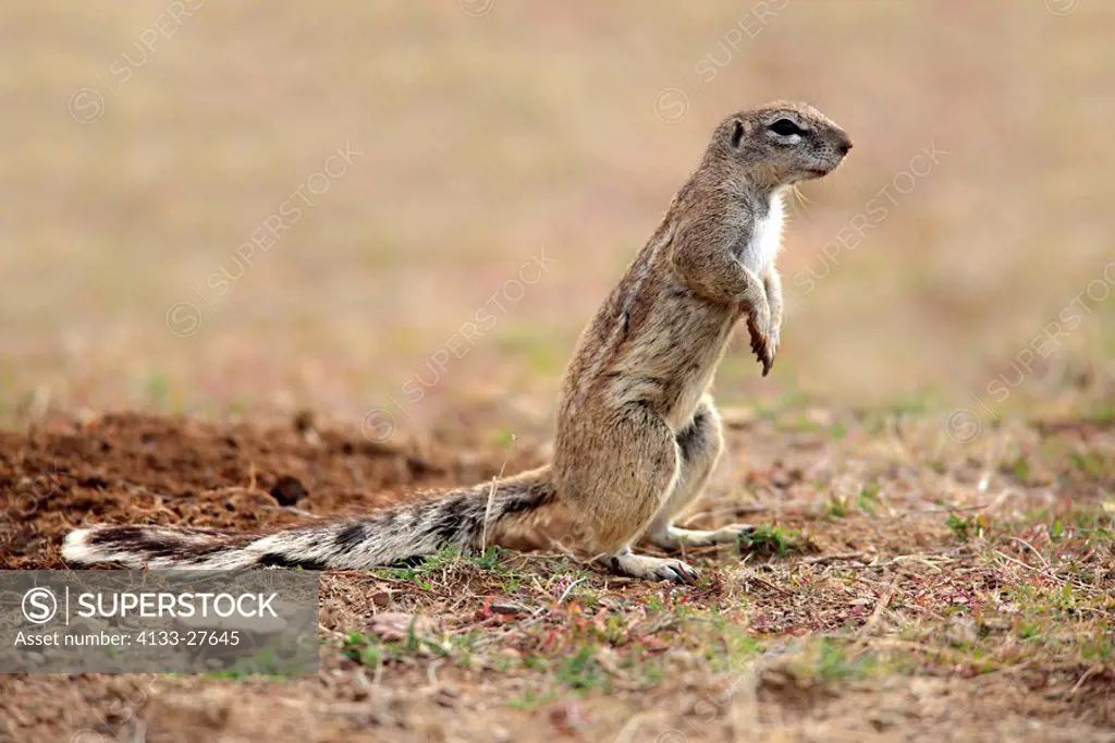 Ground Squirrel,Xerus inaurus,Mountain Zebra Nationalpark,South Africa,Africa,adult alert