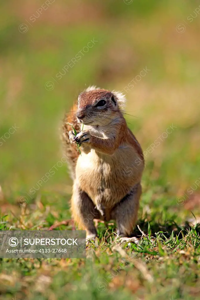 Ground Squirrel,Xerus inaurus,Mountain Zebra Nationalpark,South Africa,Africa,adult feeding