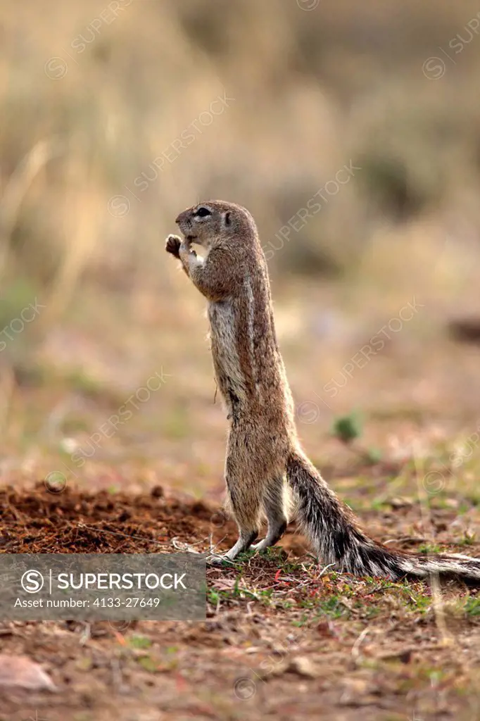 Ground Squirrel,Xerus inaurus,Mountain Zebra Nationalpark,South Africa,Africa,adult alert
