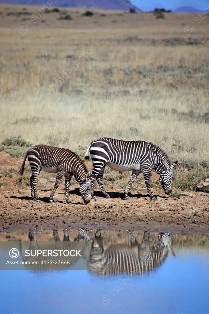 Cape Mountain Zebra,Equus zebra zebra,Mountain Zebra Nationalpark,South Africa,Africa,mother with young at water
