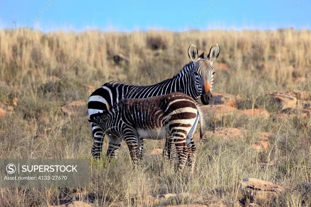 Cape Mountain Zebra,Equus zebra zebra,Mountain Zebra Nationalpark,South Africa,Africa,mother with young