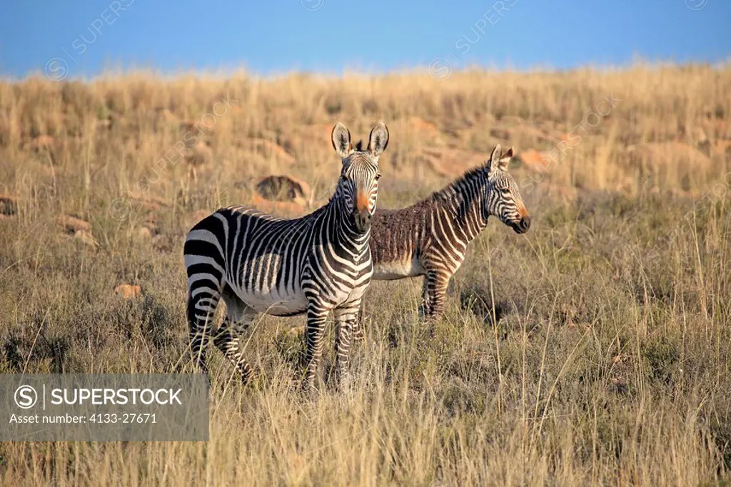 Cape Mountain Zebra,Equus zebra zebra,Mountain Zebra Nationalpark,South Africa,Africa,mother with young