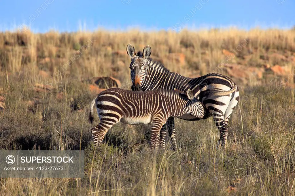 Cape Mountain Zebra,Equus zebra zebra,Mountain Zebra Nationalpark,South Africa,Africa,mother with young suckling