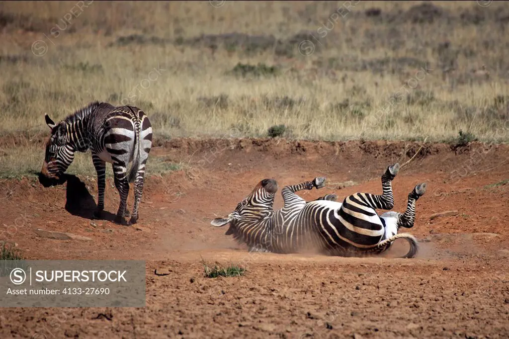 Cape Mountain Zebra,Equus zebra zebra,Mountain Zebra Nationalpark,South Africa,Africa,adult sandbathing against parasites