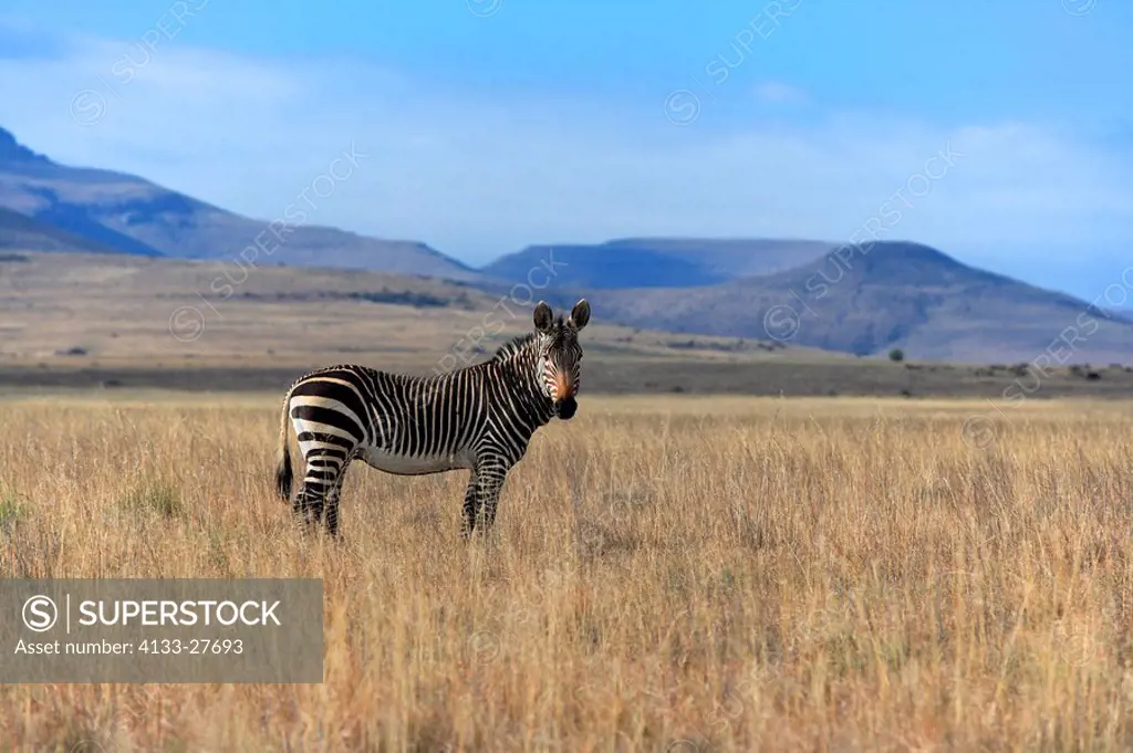 Cape Mountain Zebra,Equus zebra zebra,Mountain Zebra Nationalpark,South Africa,Africa,adult