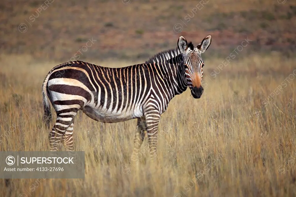 Cape Mountain Zebra,Equus zebra zebra,Mountain Zebra Nationalpark,South Africa,Africa,adult