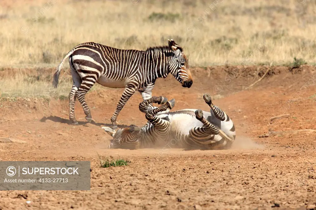 Cape Mountain Zebra,Equus zebra zebra,Mountain Zebra Nationalpark,South Africa,Africa,adult couple sandbathing