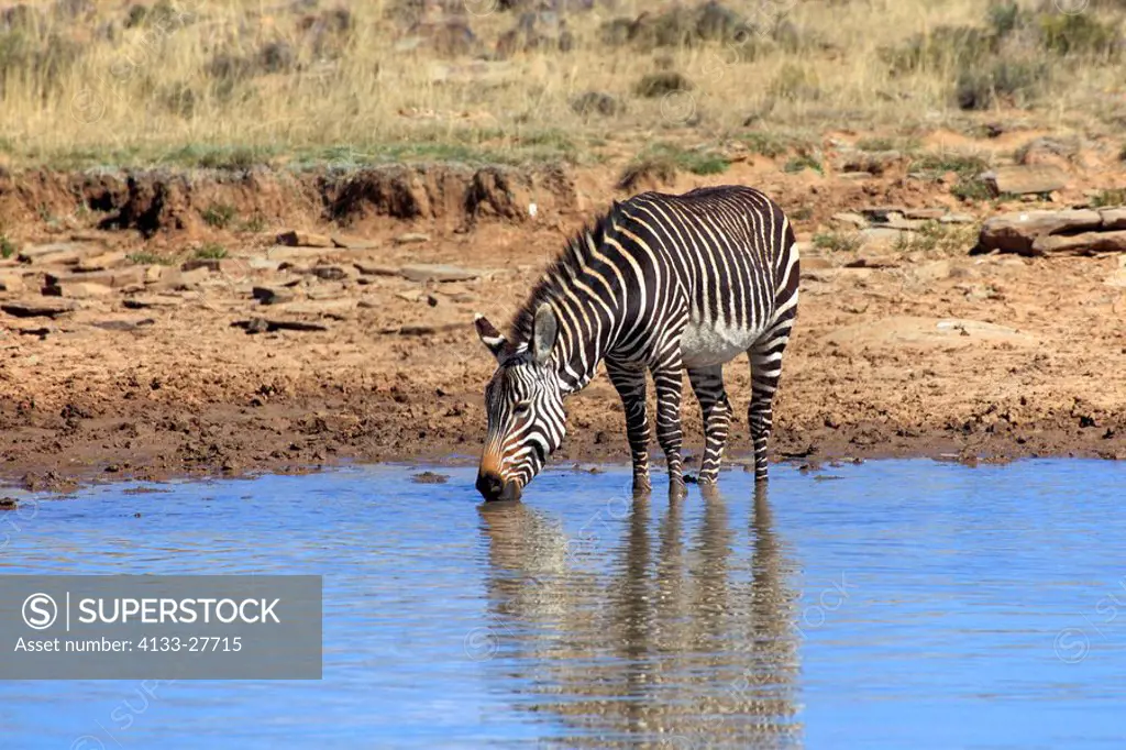Cape Mountain Zebra,Equus zebra zebra,Mountain Zebra Nationalpark,South Africa,Africa,adult at waterhole with reflection