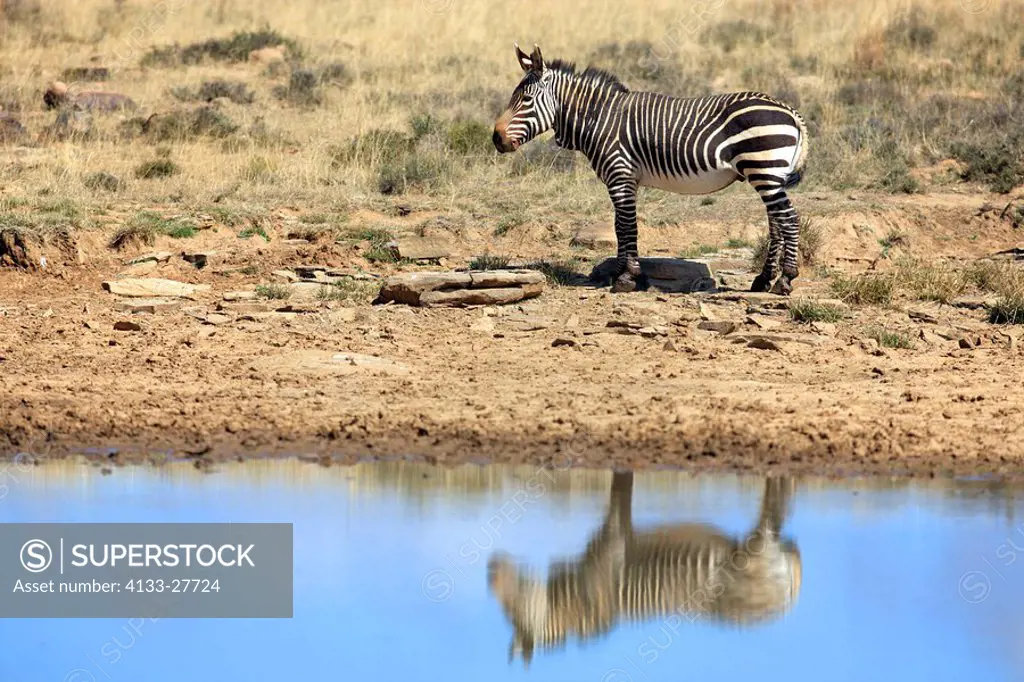 Cape Mountain Zebra,Equus zebra zebra,Mountain Zebra Nationalpark,South Africa,Africa,adult at waterhole with reflection