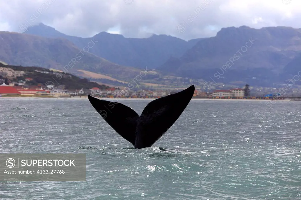Southern Right Whale,Balaena glacialis,Simon´s Town,South Africa,Africa,fluke