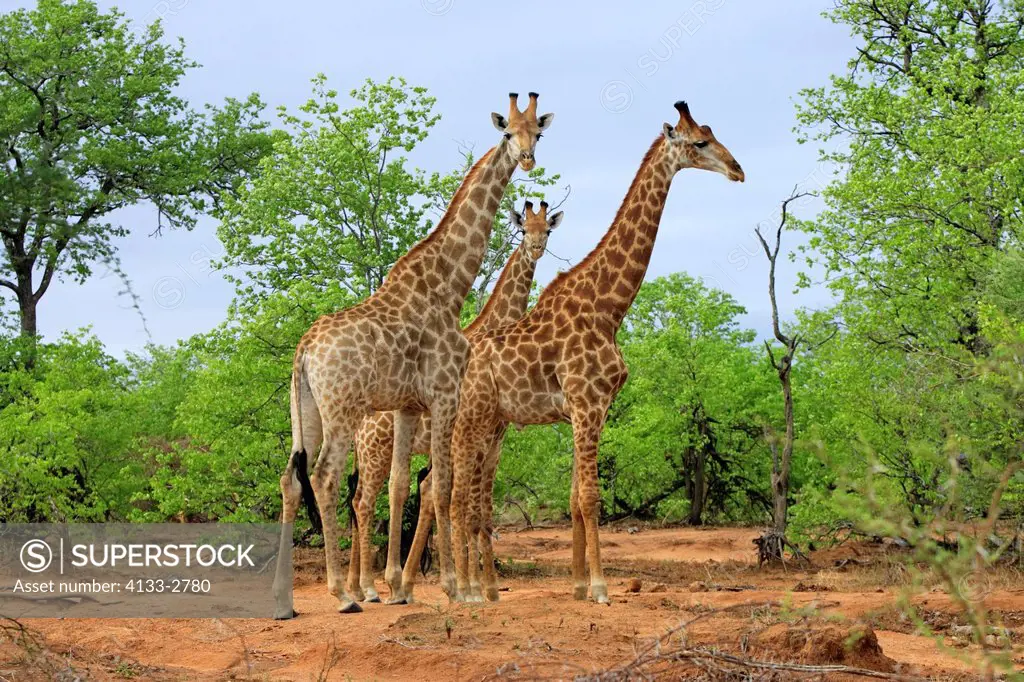 Cape Giraffe,Giraffa camelopardalis giraffa,Kruger National Park,South Africa,group of three adult males