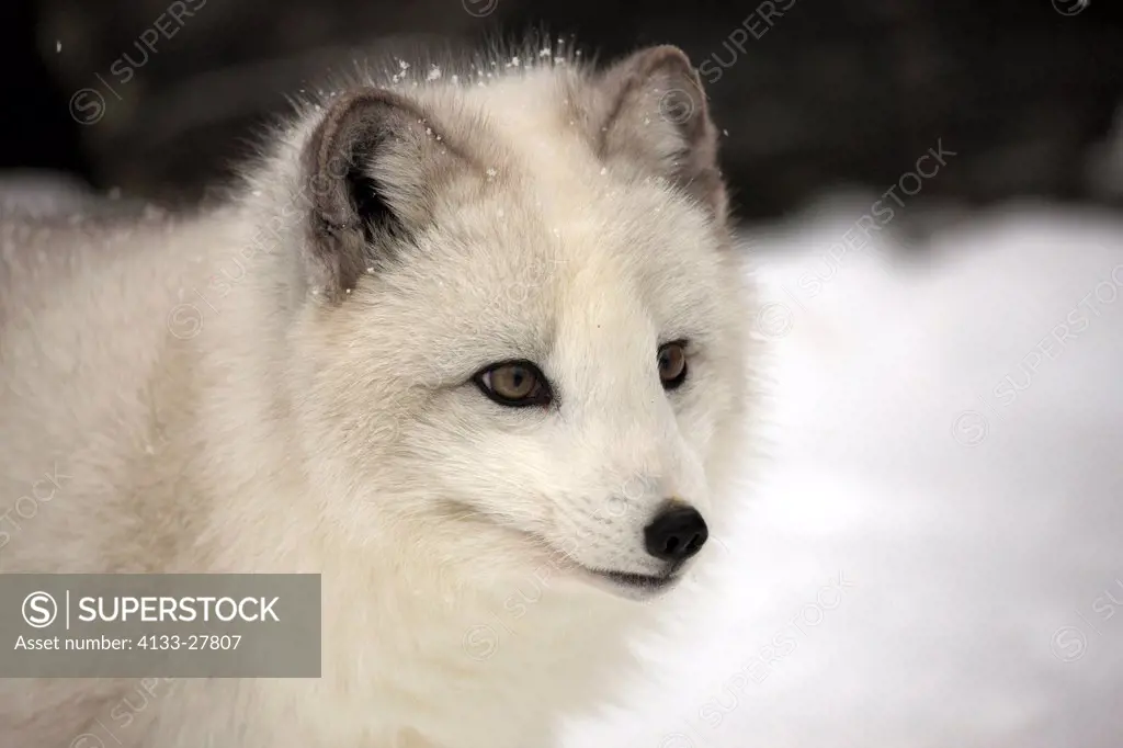 Arctic Fox,Alopex lagopus,Montana,North America,USA,adult searching for food in snow