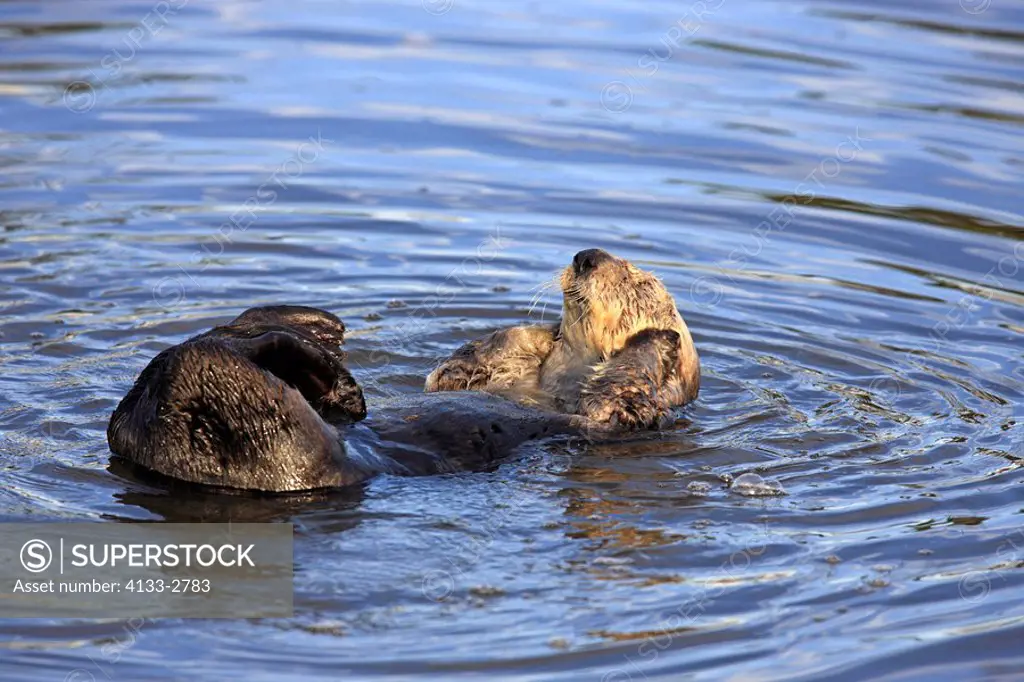 Sea Otter,Enhydra lutris,Monterey,California,USA,adult female in water