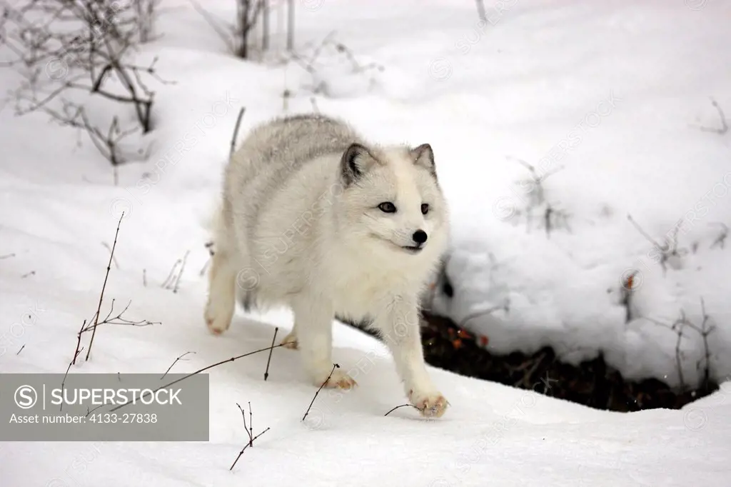 Arctic Fox,Alopex lagopus,Montana,North America,USA,adult searching for food in snow